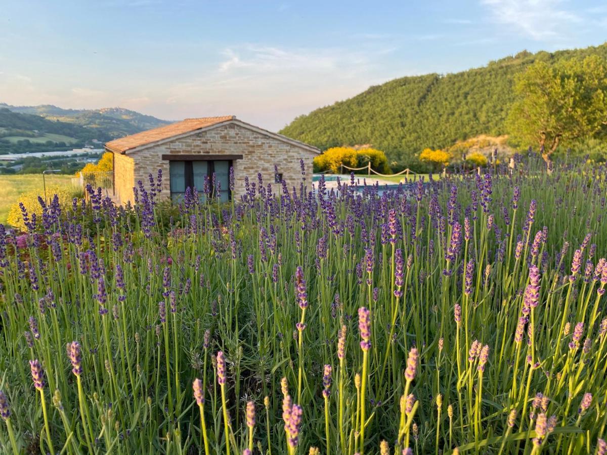 Amico Country House Serra San Quirico Exterior photo